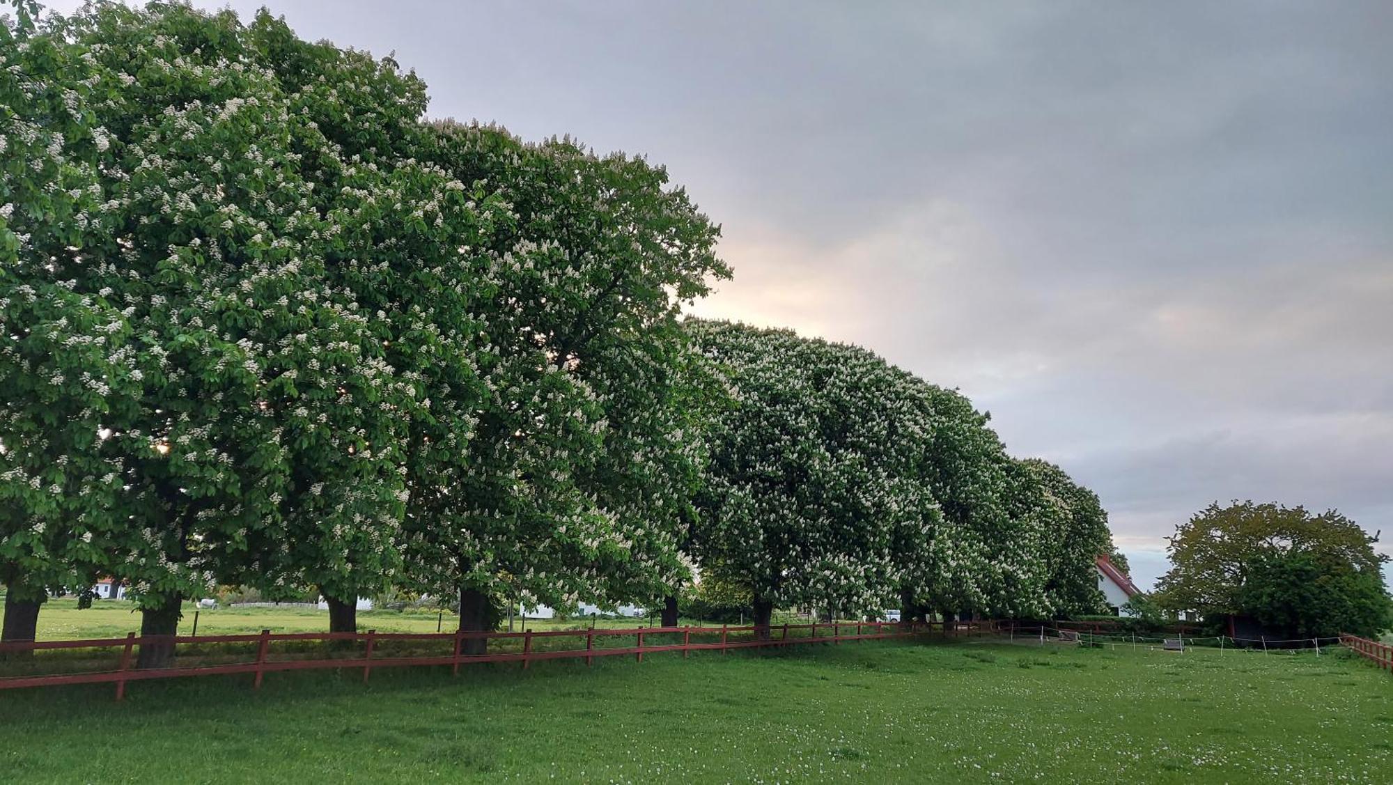 Lantligt Och Lugnt Boende Naera Natur Och Stad Svedala Экстерьер фото
